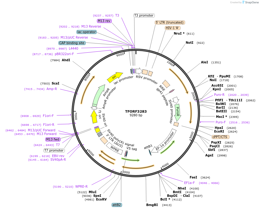 144759-plasmid-map-sequence-id-391508