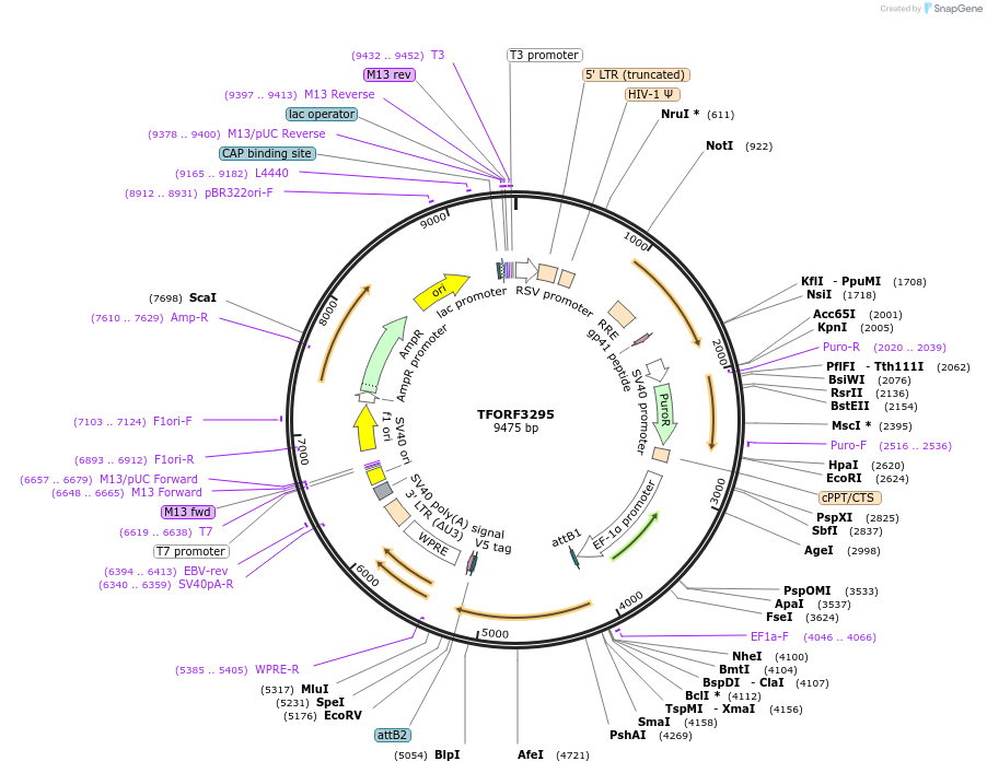 144771-plasmid-map-sequence-id-391509