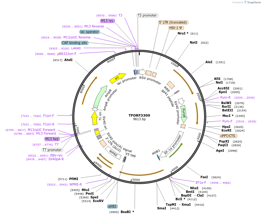 144776-plasmid-map-sequence-id-391510