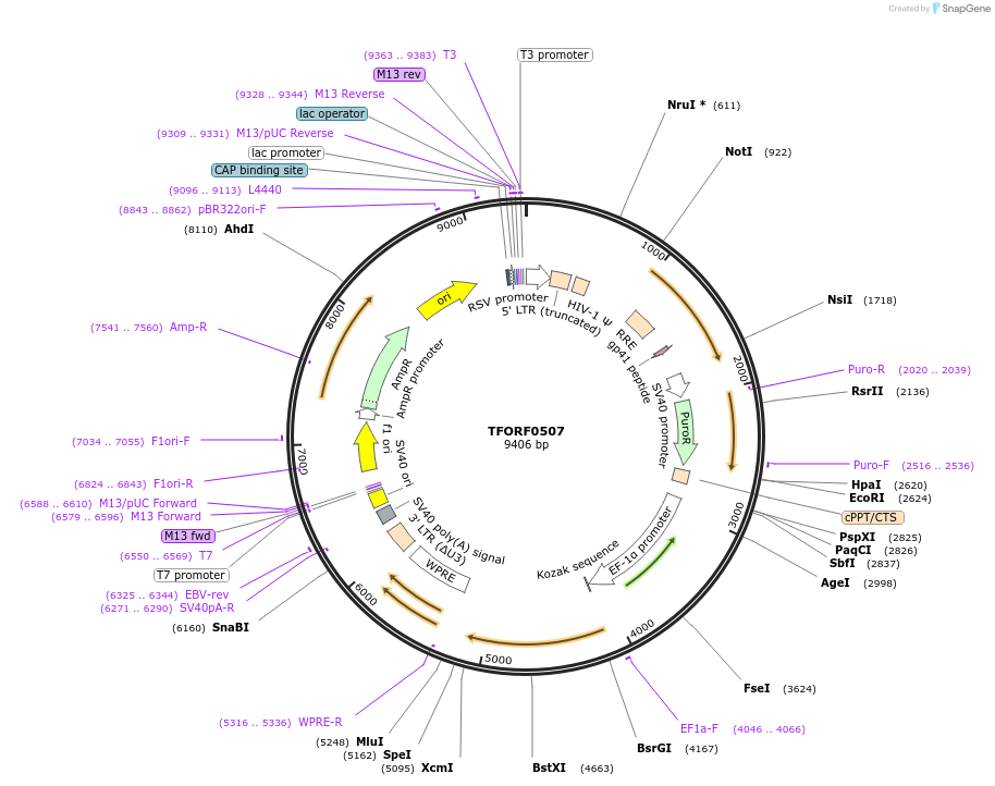 143035-plasmid-map-sequence-id-391512