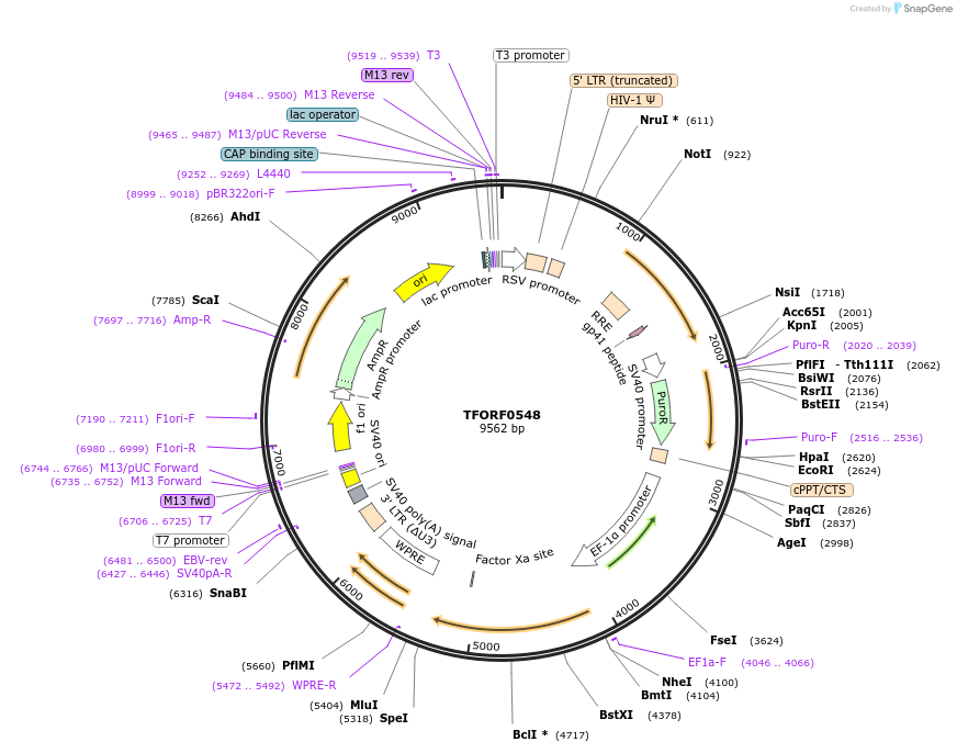143041-plasmid-map-sequence-id-391513