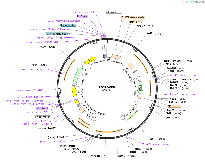 143042-plasmid-map-sequence-id-391514
