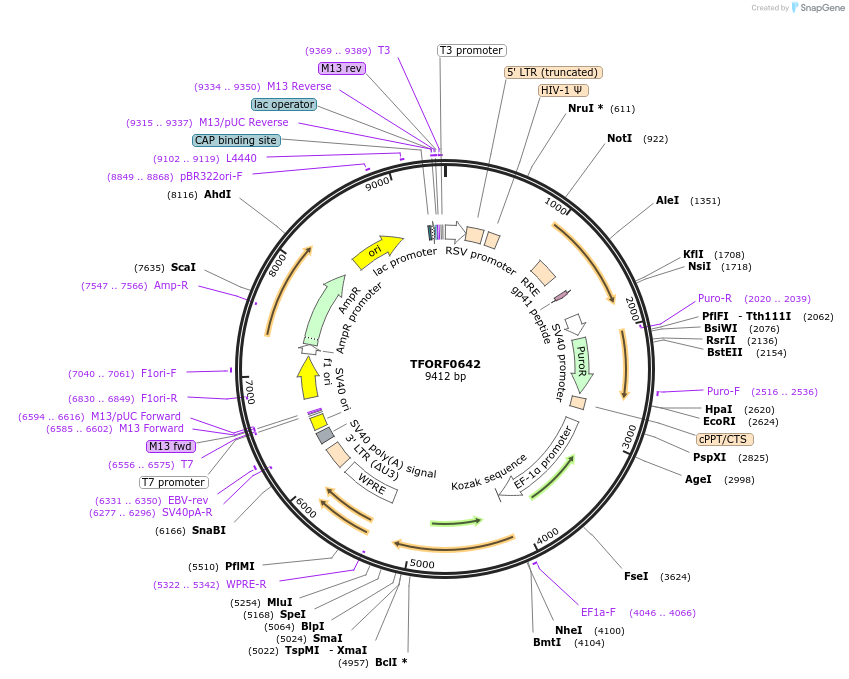 143057-plasmid-map-sequence-id-391515