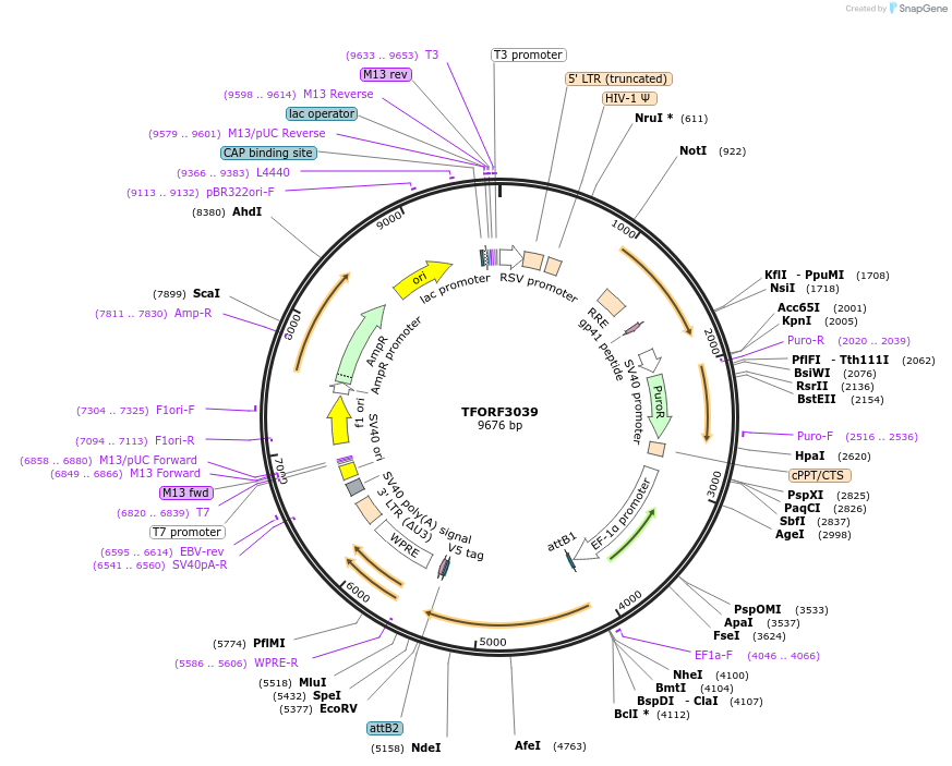 144515-plasmid-map-sequence-id-391517