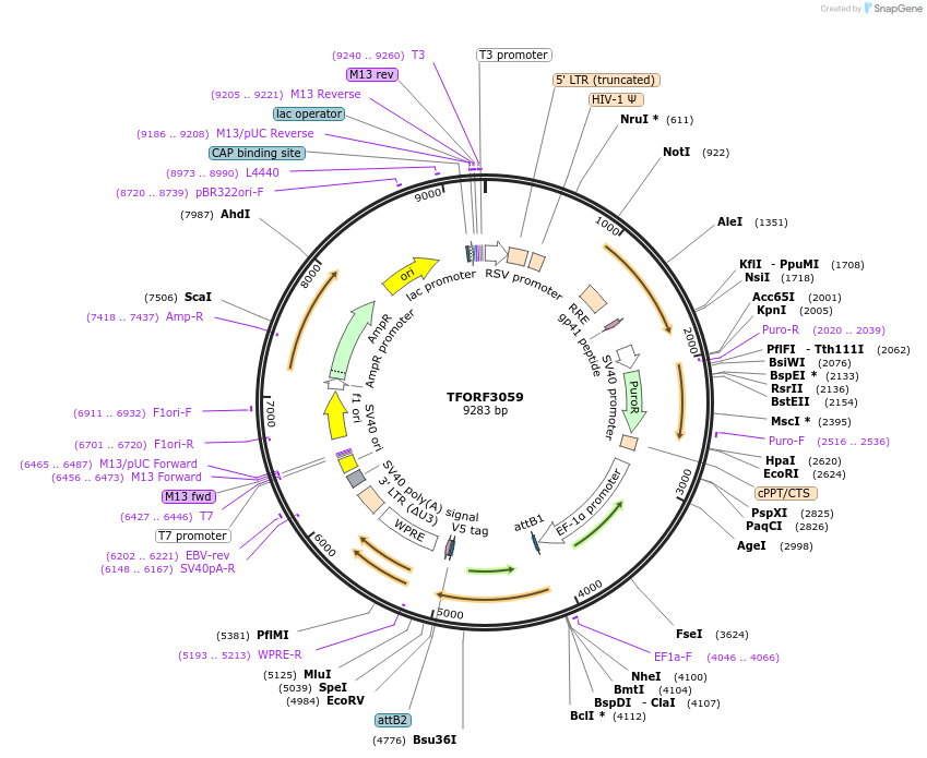 144535-plasmid-map-sequence-id-391518