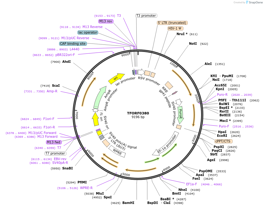 142610-plasmid-map-sequence-id-391521