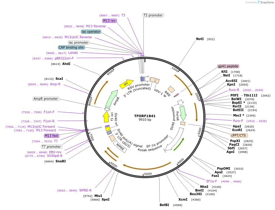 143162-plasmid-map-sequence-id-391523