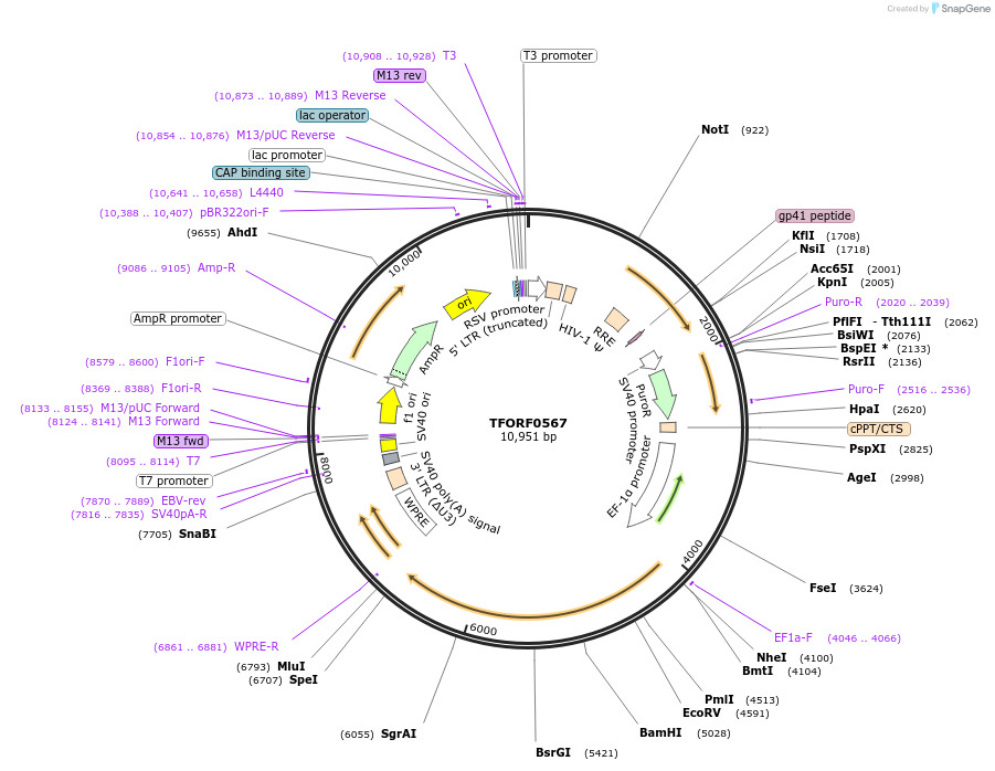 143046-plasmid-map-sequence-id-391524