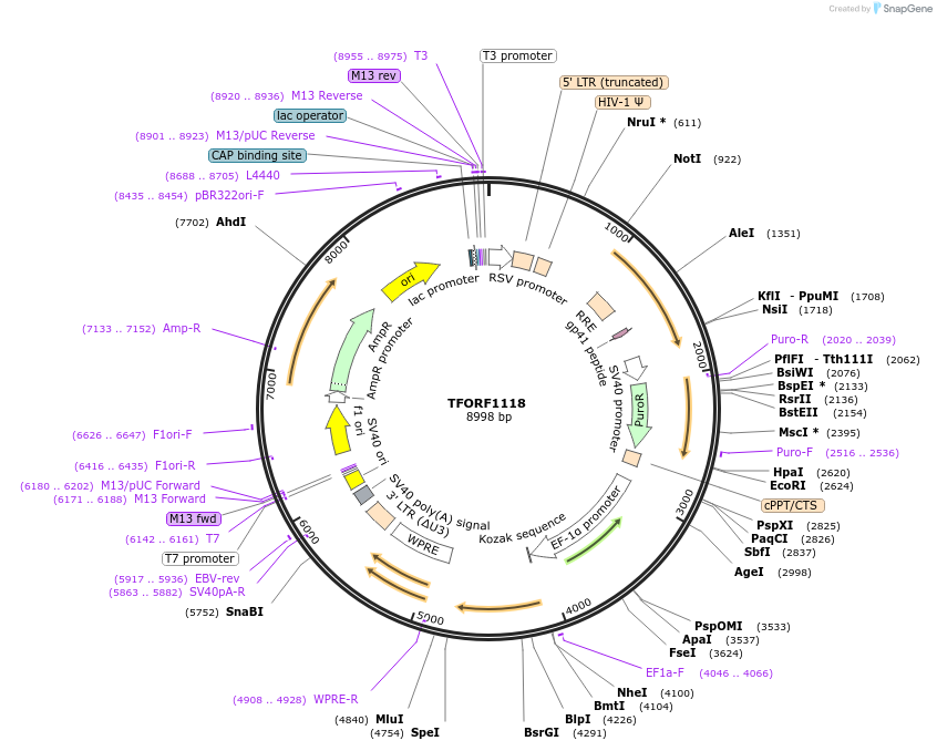 141796-plasmid-map-sequence-id-391526