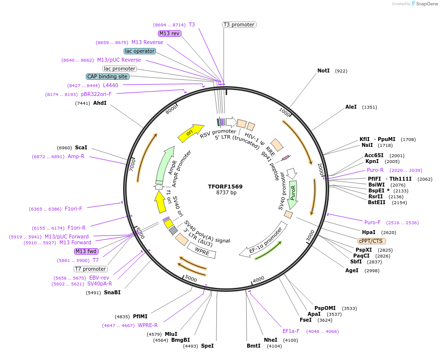141841-plasmid-map-sequence-id-391527