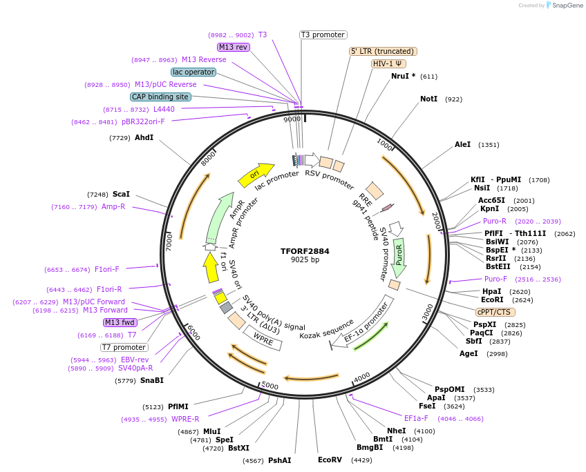 143654-plasmid-map-sequence-id-391529