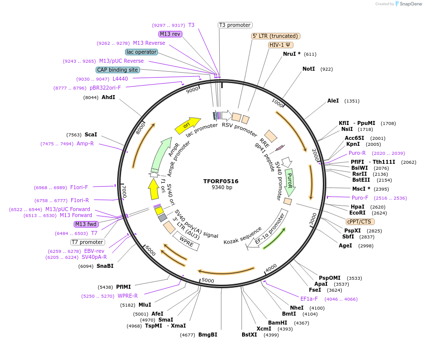 141626-plasmid-map-sequence-id-391532