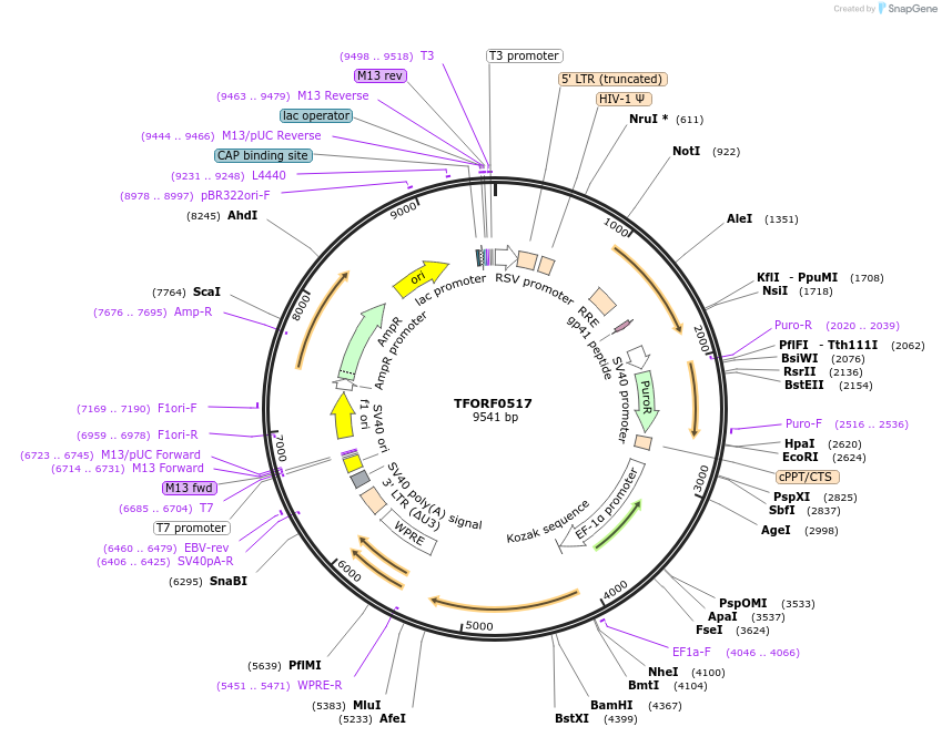 141627-plasmid-map-sequence-id-391533