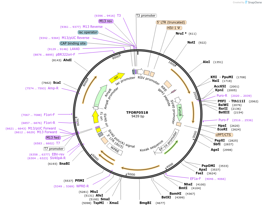 141628-plasmid-map-sequence-id-391534