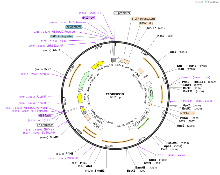 141629-plasmid-map-sequence-id-391535