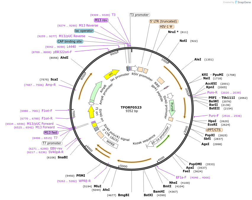 141633-plasmid-map-sequence-id-391536