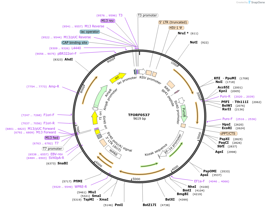 141639-plasmid-map-sequence-id-391538