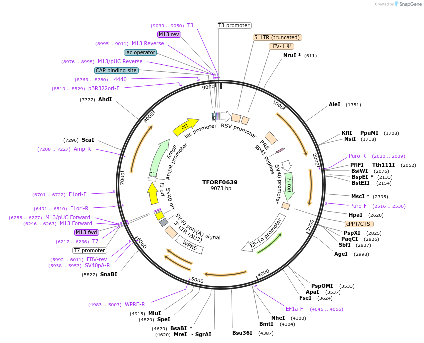 141649-plasmid-map-sequence-id-391539