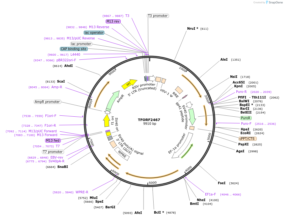 142095-plasmid-map-sequence-id-391541