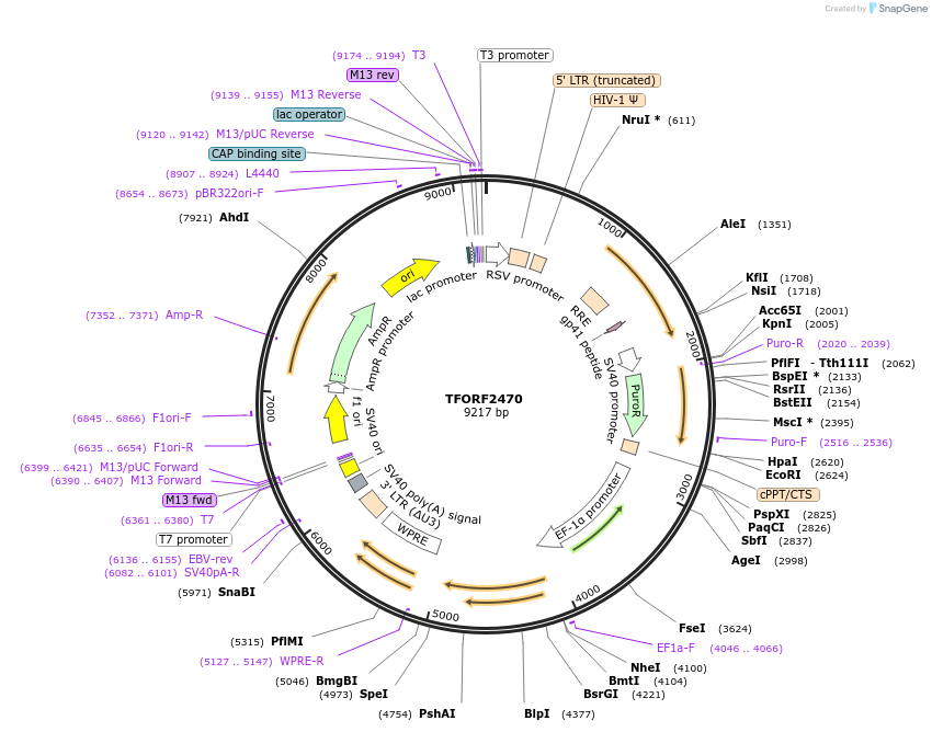 142097-plasmid-map-sequence-id-391542