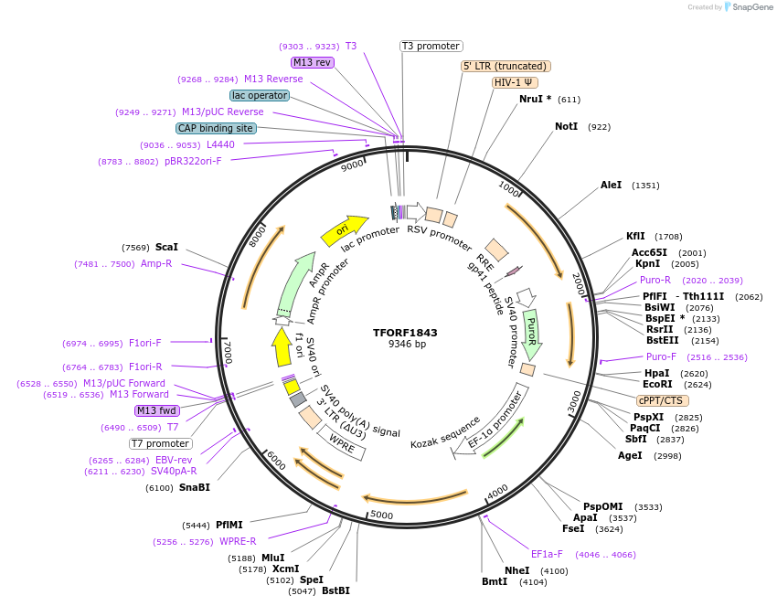 141877-plasmid-map-sequence-id-391545