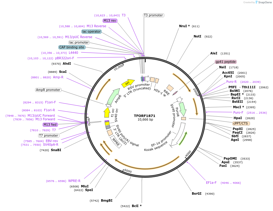 141879-plasmid-map-sequence-id-391546