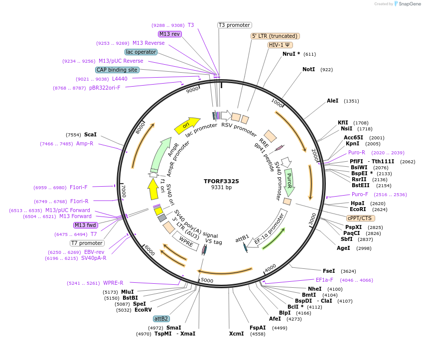 144801-plasmid-map-sequence-id-391551