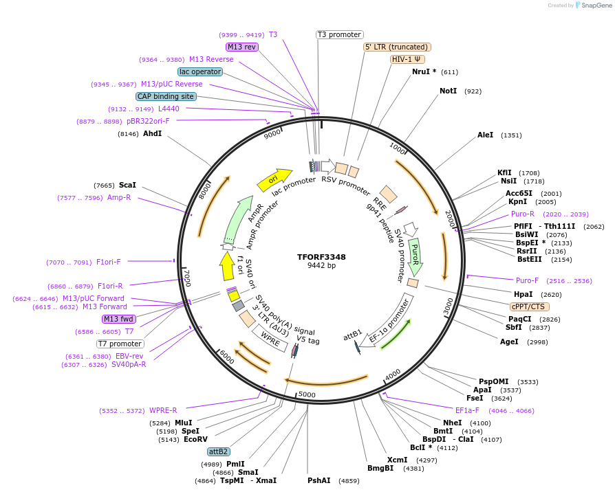 144824-plasmid-map-sequence-id-391553
