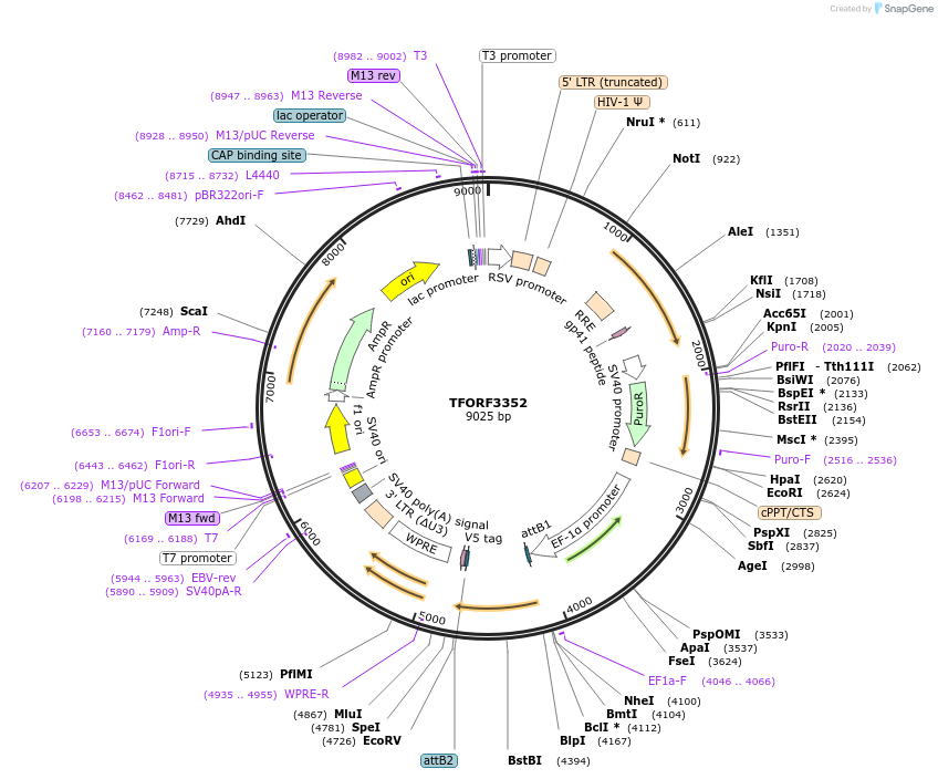 144828-plasmid-map-sequence-id-391554