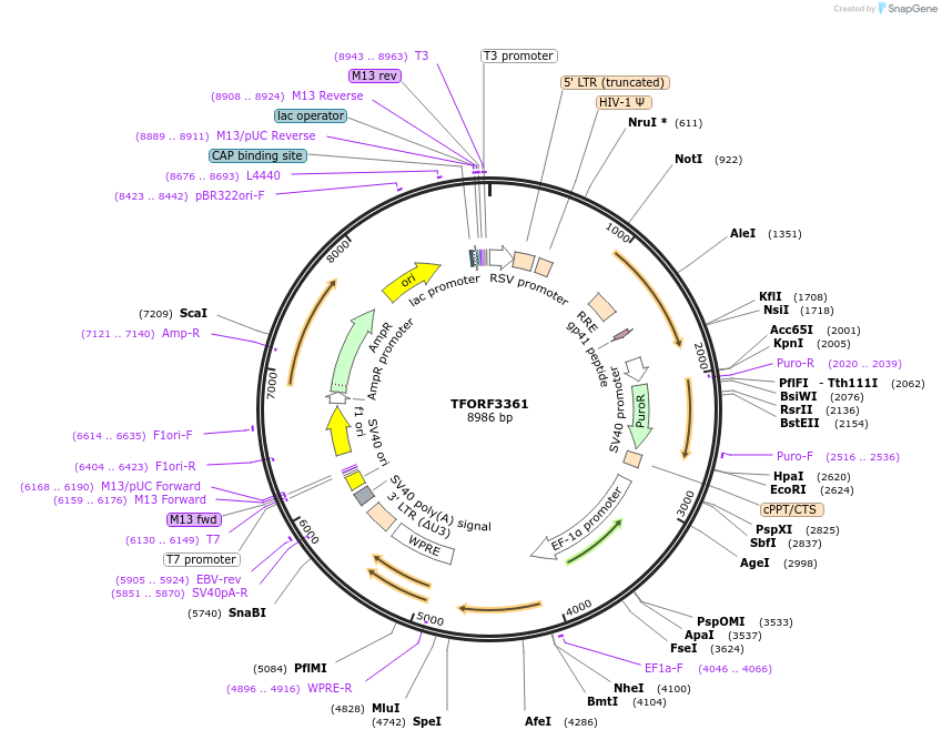 144837-plasmid-map-sequence-id-391555