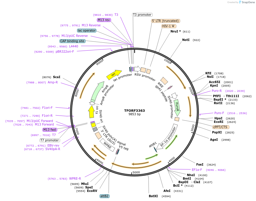 144839-plasmid-map-sequence-id-391556