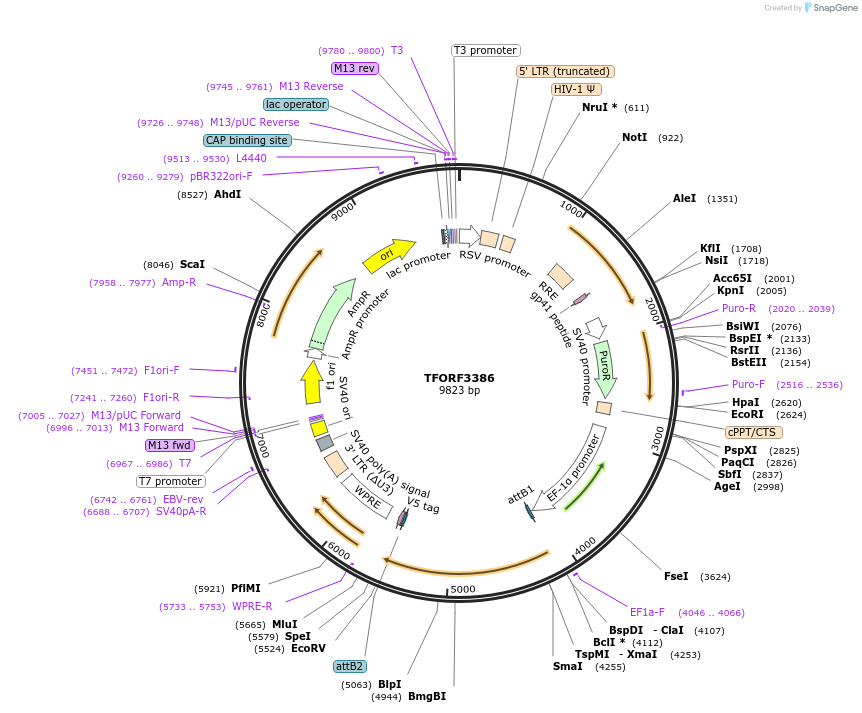 144862-plasmid-map-sequence-id-391557
