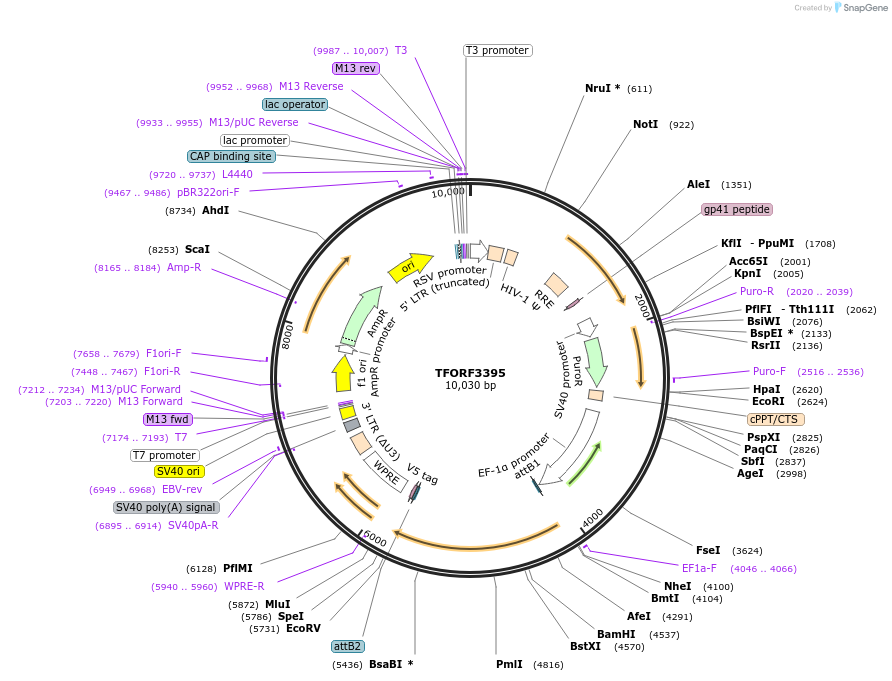 144871-plasmid-map-sequence-id-391558