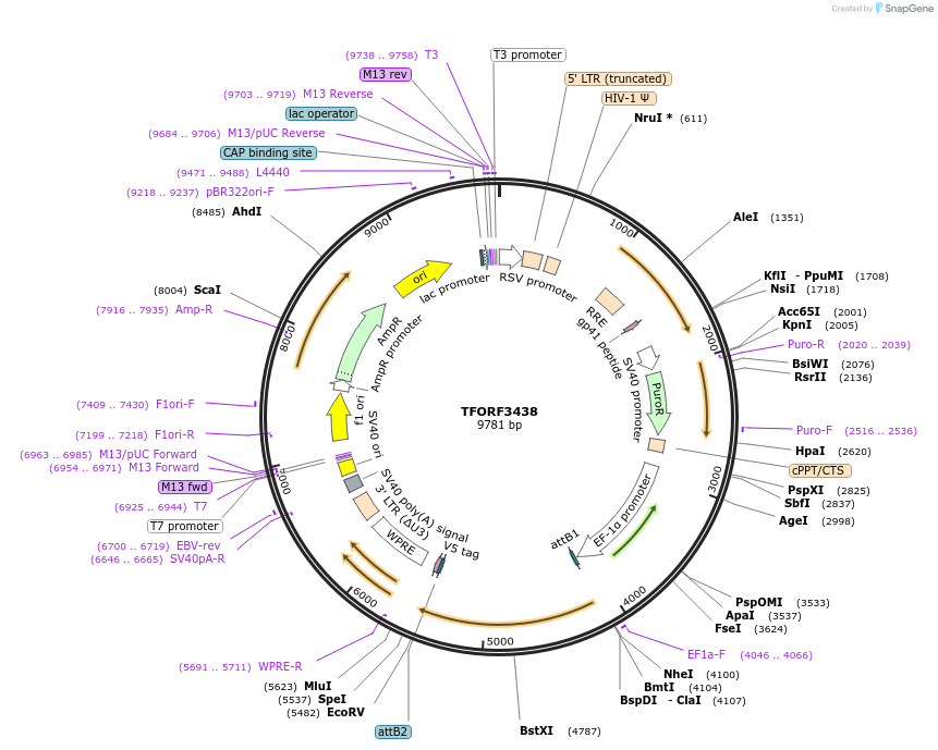 144914-plasmid-map-sequence-id-391560