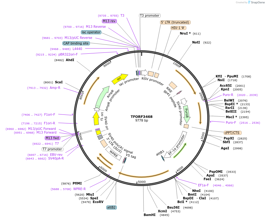 144944-plasmid-map-sequence-id-391561