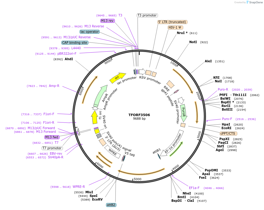 144982-plasmid-map-sequence-id-391563