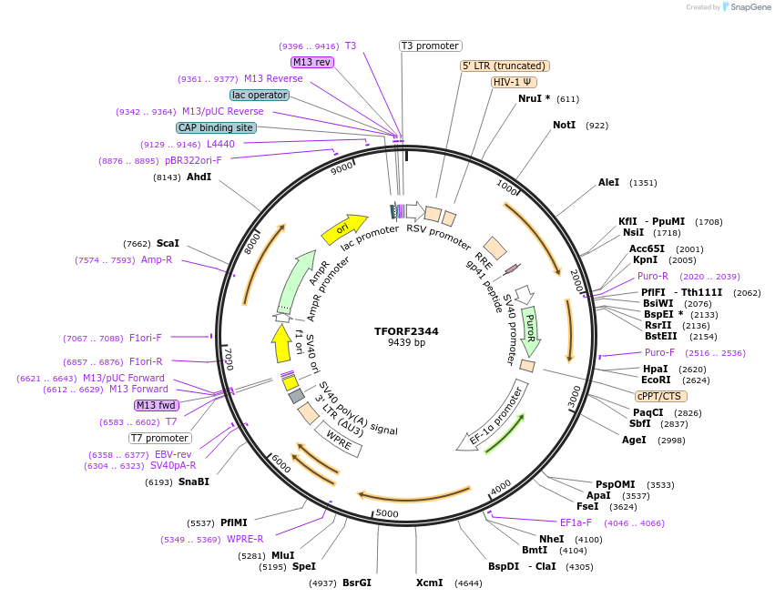 142932-plasmid-map-sequence-id-391565