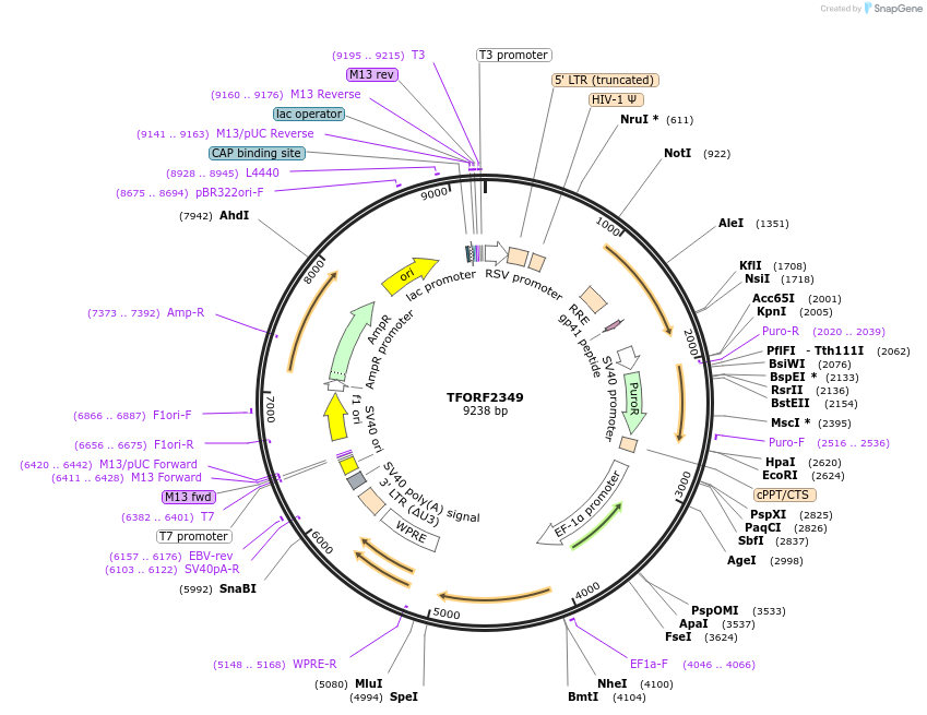 142934-plasmid-map-sequence-id-391566