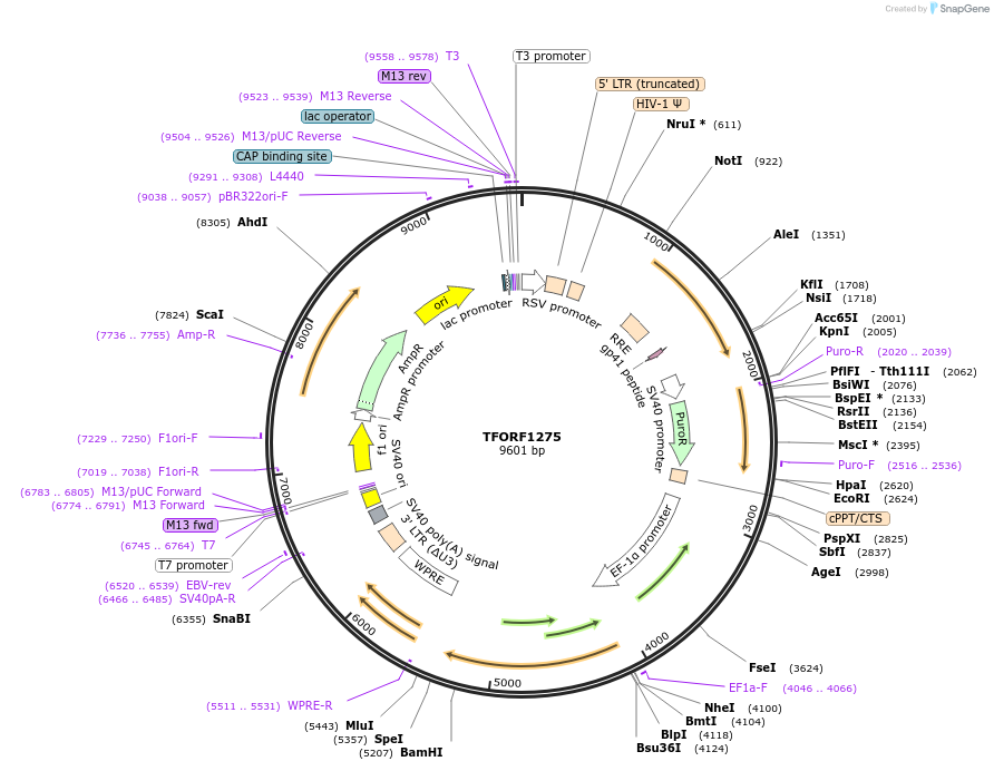 143781-plasmid-map-sequence-id-391569