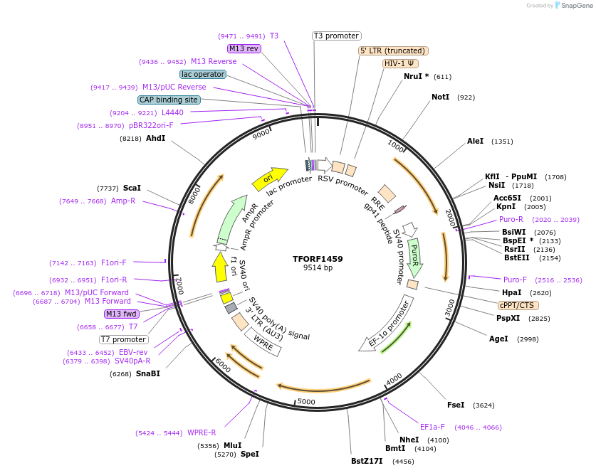143812-plasmid-map-sequence-id-391572
