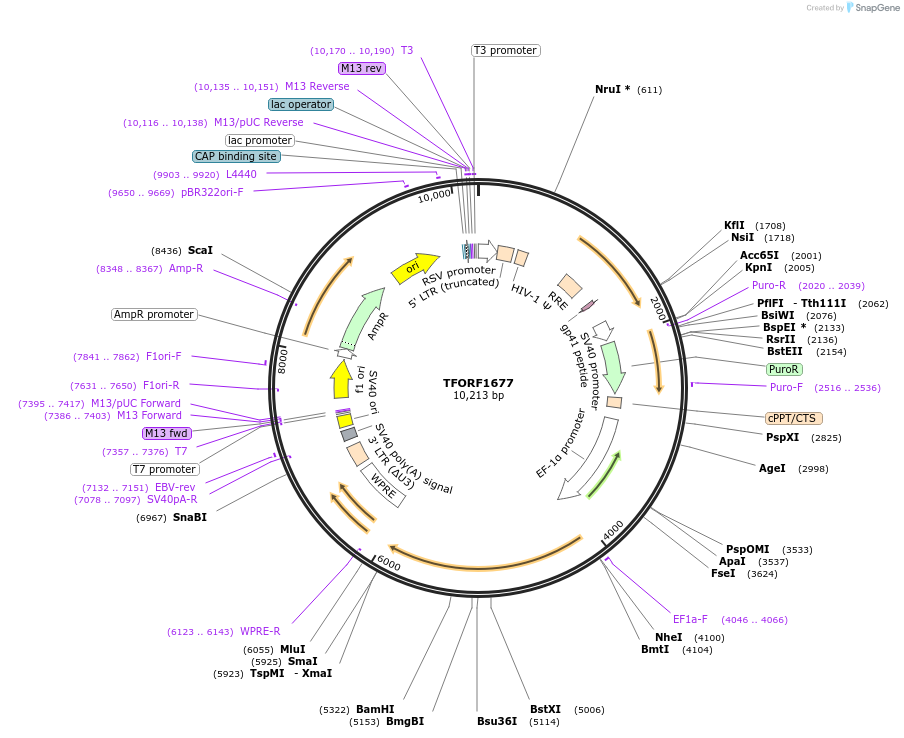 143833-plasmid-map-sequence-id-391573