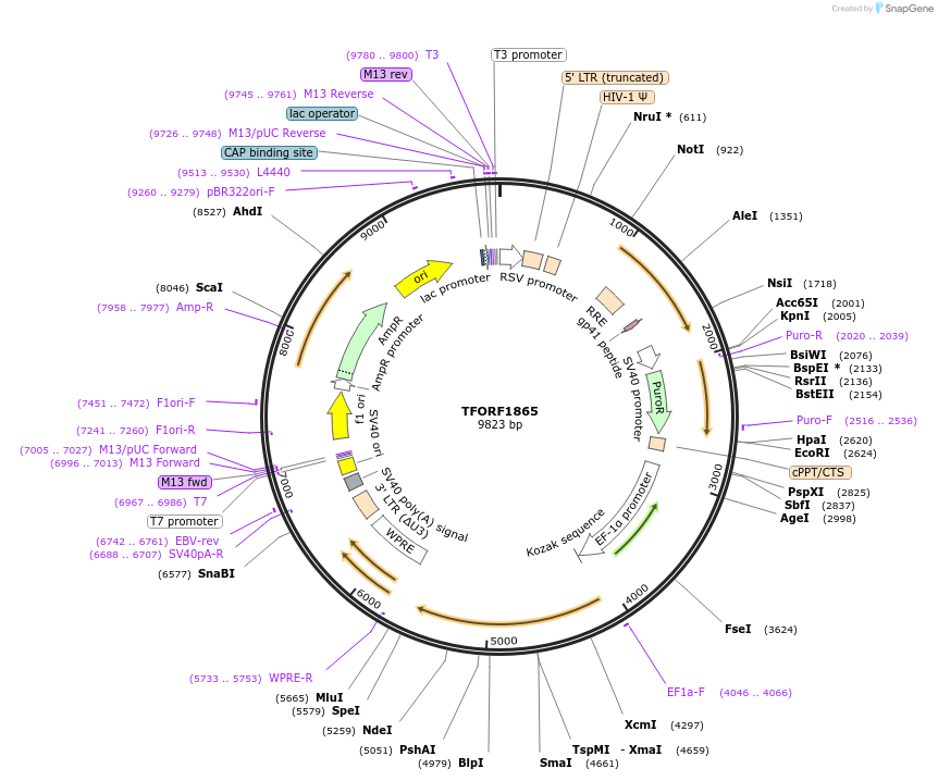 143857-plasmid-map-sequence-id-391578