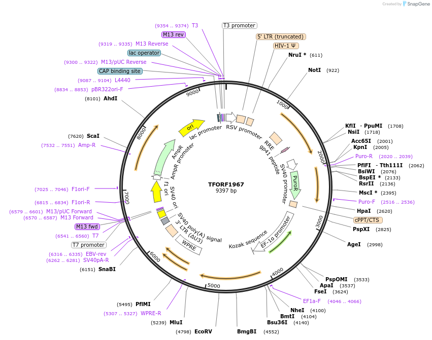 143862-plasmid-map-sequence-id-391579