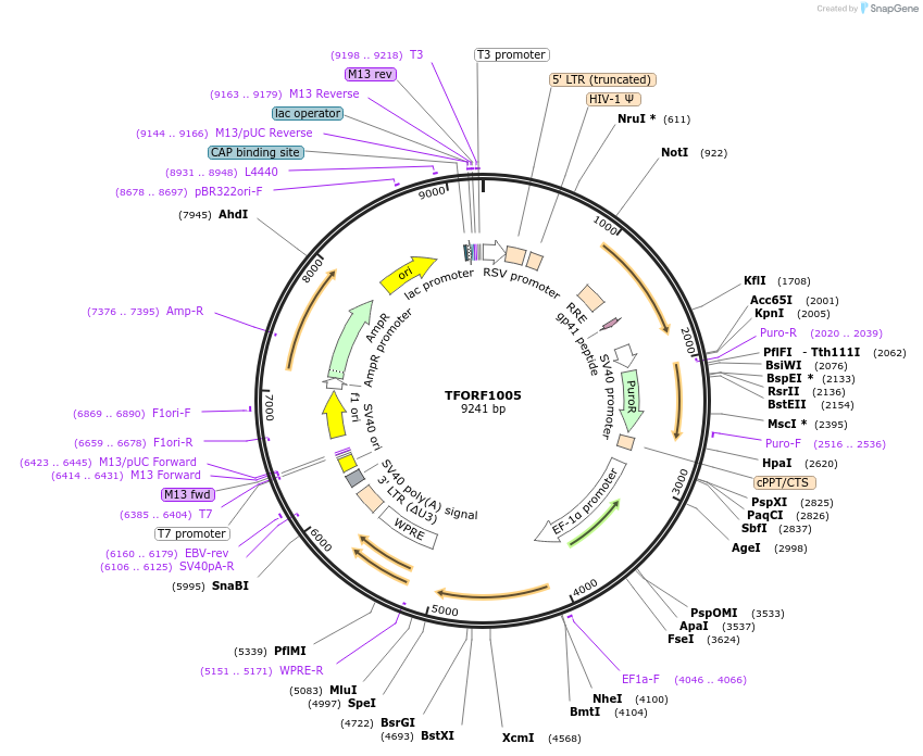 143898-plasmid-map-sequence-id-391581