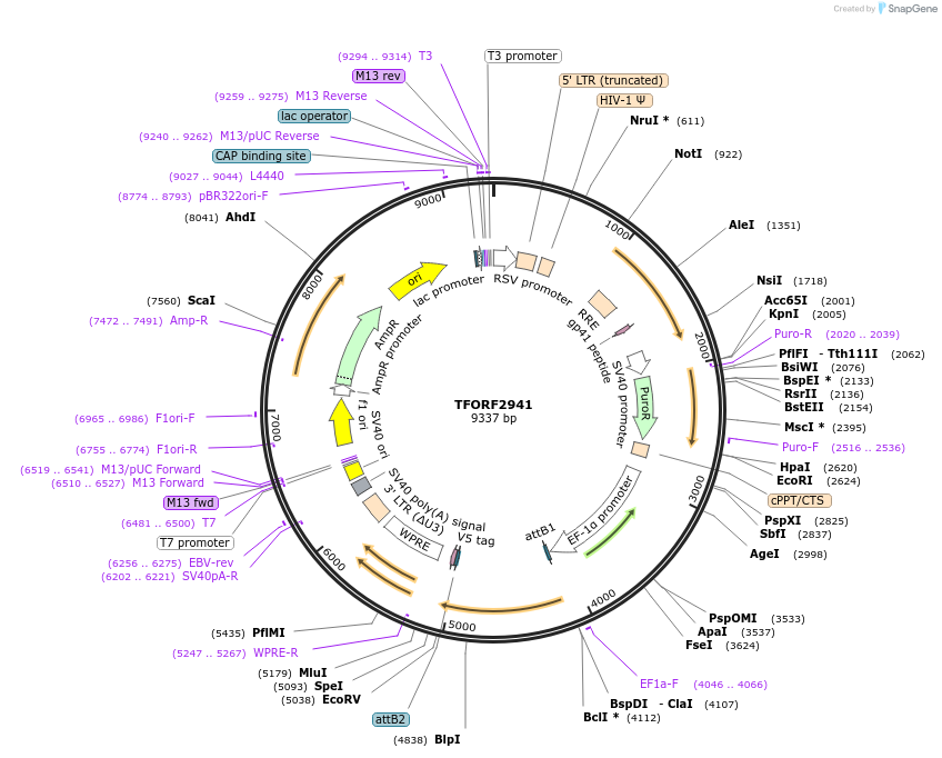 144417-plasmid-map-sequence-id-391584