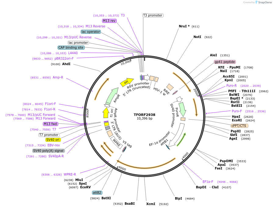 144414-plasmid-map-sequence-id-391588