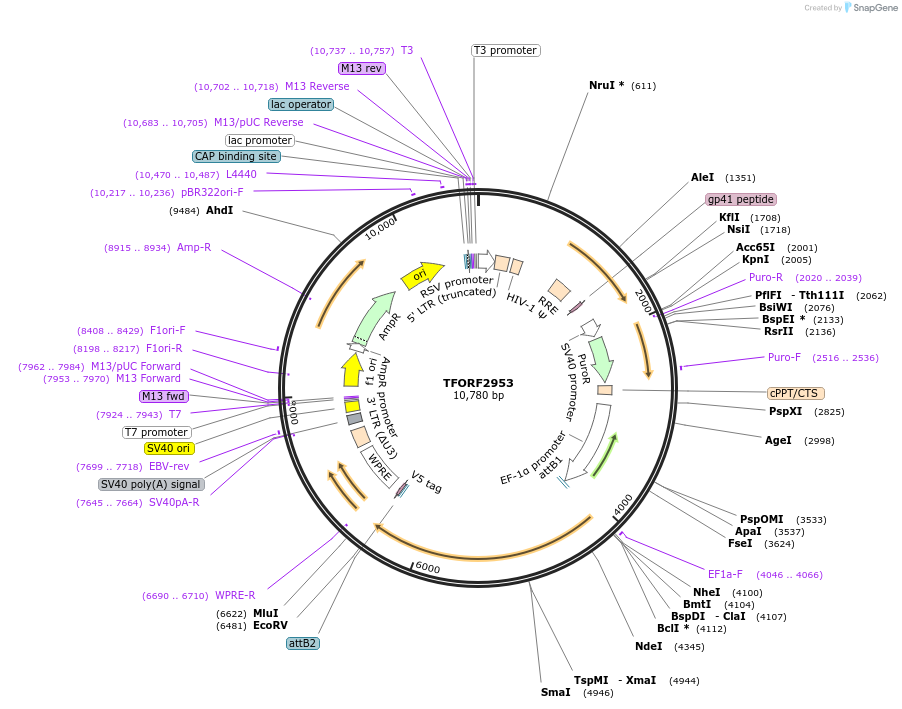 144429-plasmid-map-sequence-id-391592