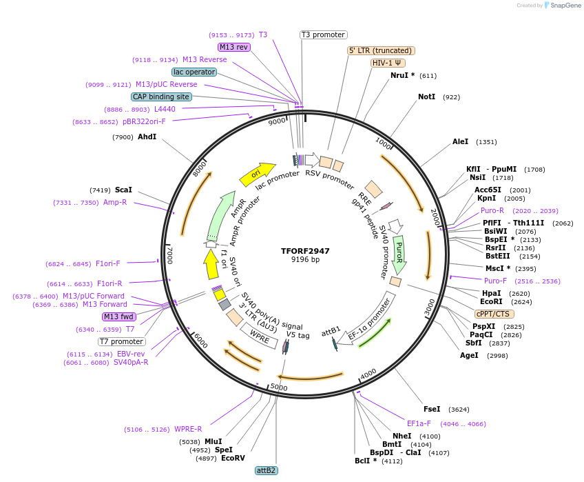 144423-plasmid-map-sequence-id-391593