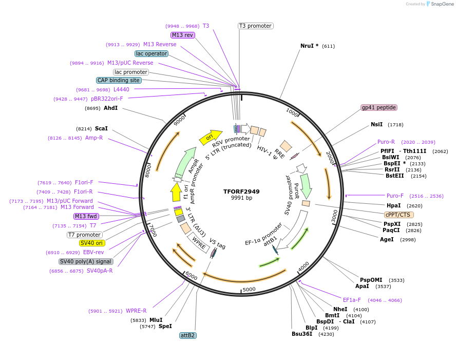 144425-plasmid-map-sequence-id-391594