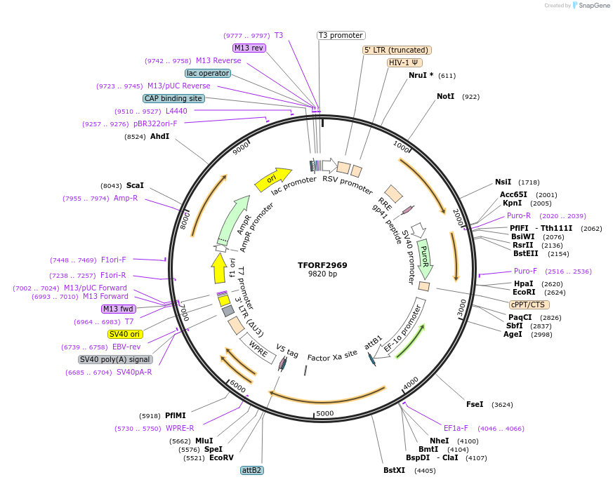 144445-plasmid-map-sequence-id-391595